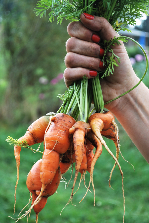 Ugly Harvest The slightly different Thanksgiving